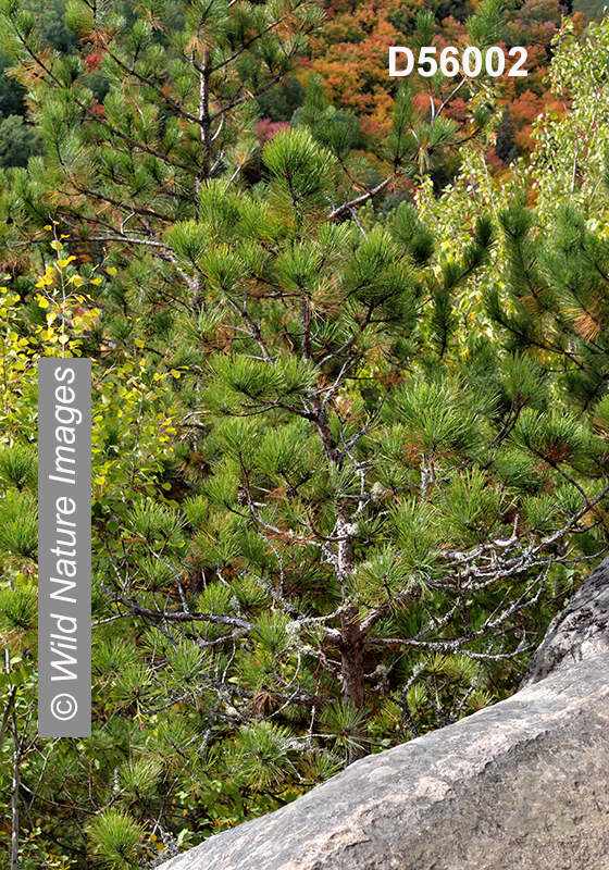 Pinus resinosa red pine Pinaceae